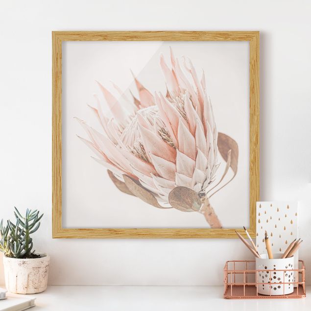 Blumen Bilder mit Rahmen Protea Königin der Blüten