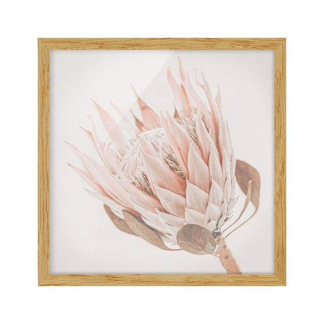 Bild mit Rahmen - Protea Königin der Blüten - Quadrat