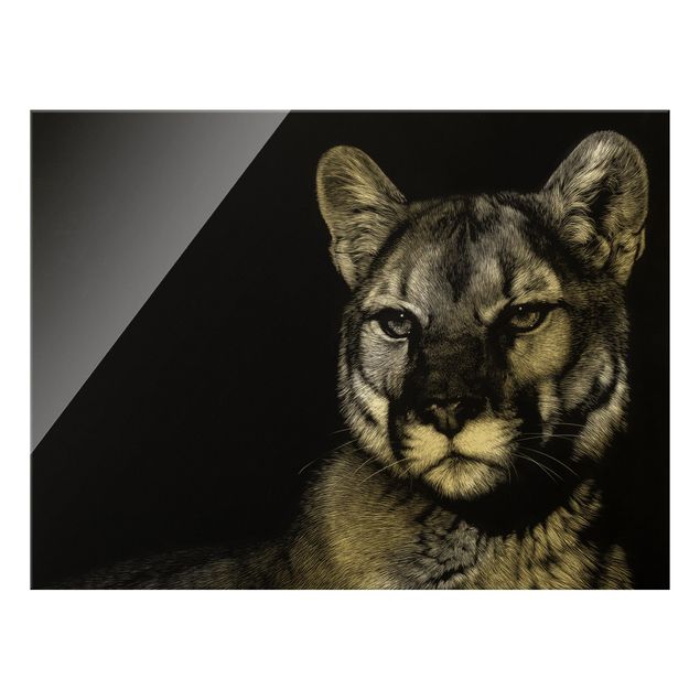 Bilder auf Glas Puma vor Schwarz