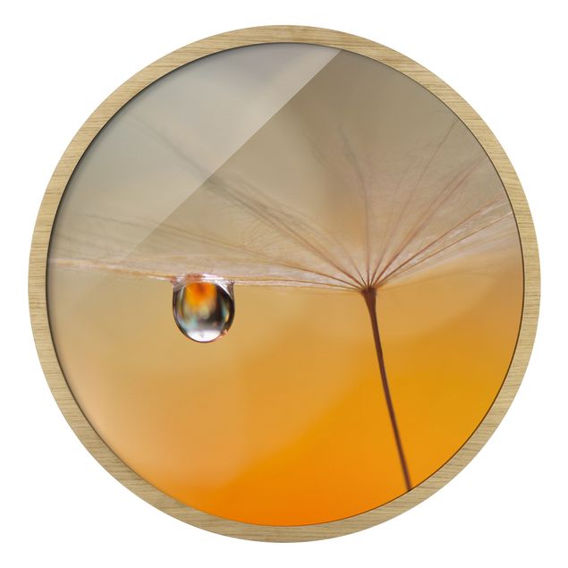 Bilder mit Rahmen Pusteblume in Orange
