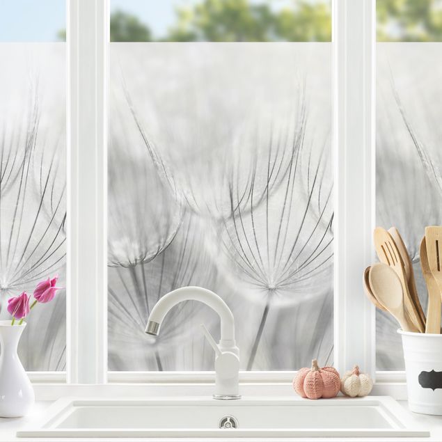 Fensterfolie Gräser Pusteblumen Makroaufnahme in schwarz weiß