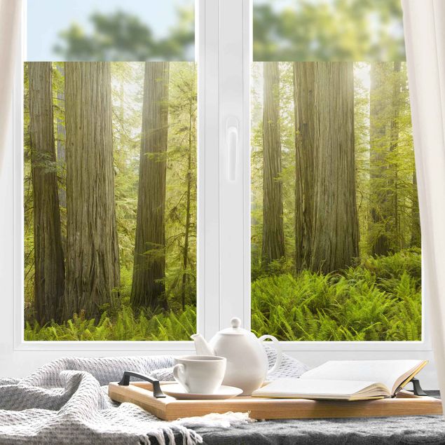 Fensterbilder Landschaft Redwood State Park Waldblick