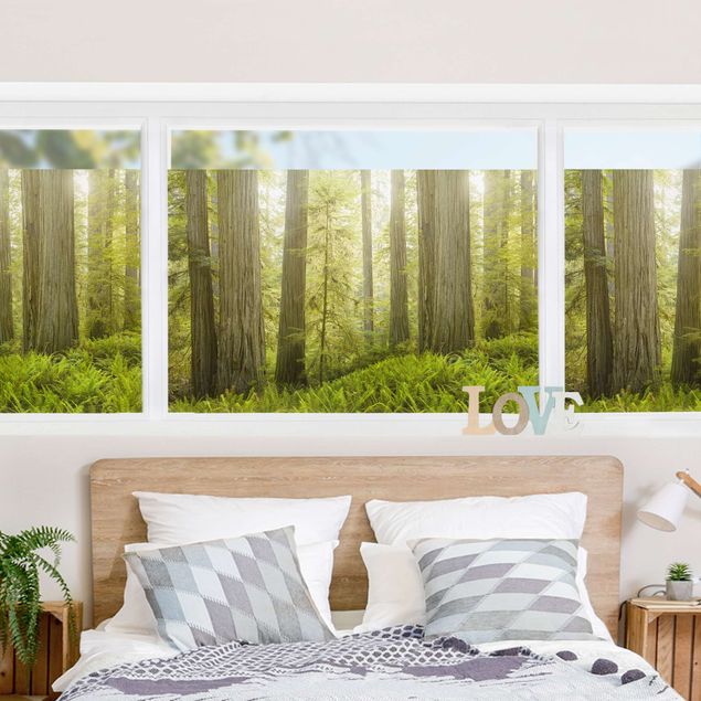 Fensterfolie Grün Redwood State Park Waldblick