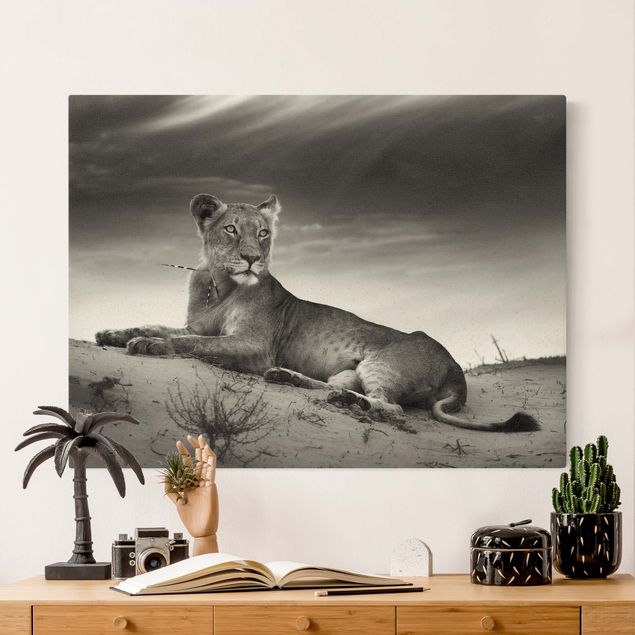 Wandbilder XXL Resting Lion