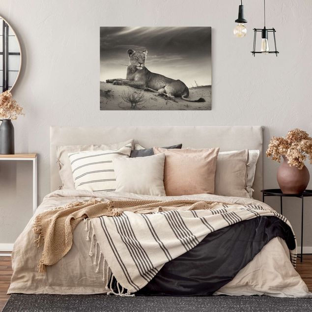Leinwandbilder Schwarz-Weiß Resting Lion