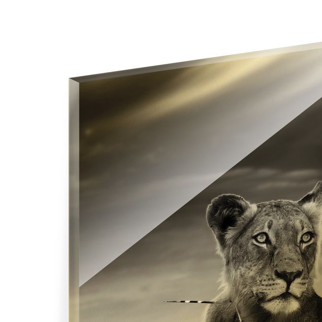 Bilder auf Glas Resting Lion