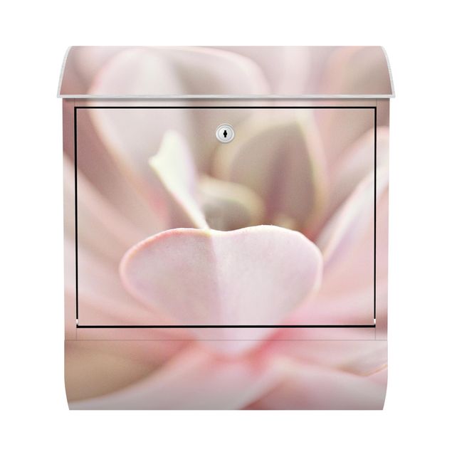Rosa Briefkasten Rosane Sukkulentenblüte
