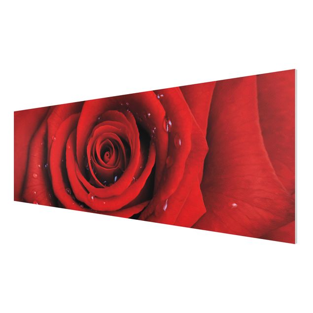 Forexbild - Rote Rose mit Wassertropfen