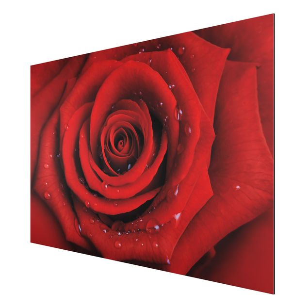 Alu-Dibond Bild - Rote Rose mit Wassertropfen