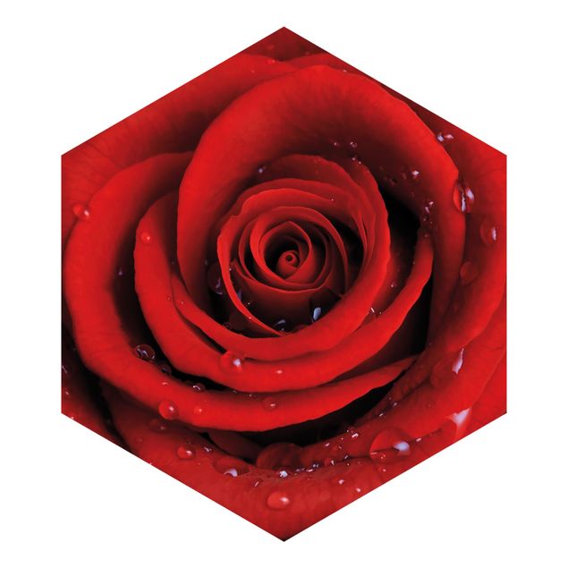 Fototapete braun Rote Rose mit Wassertropfen