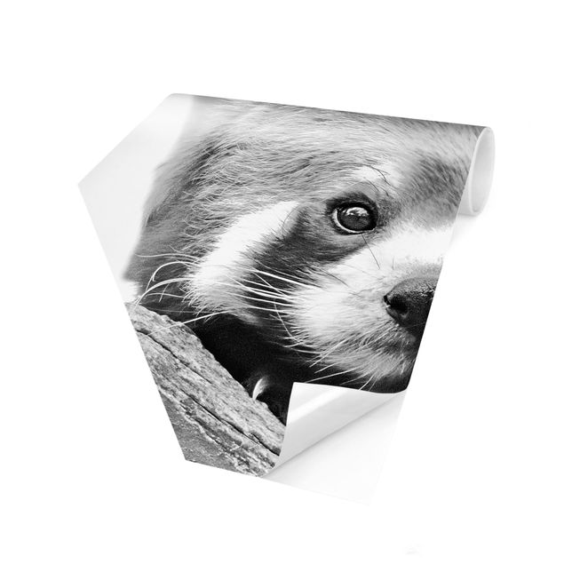 Fototapete rosa Roter Panda in Schwarz-weiß