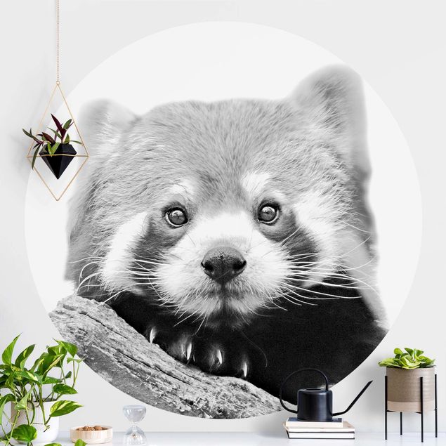 Fototapete rund Roter Panda in Schwarz-weiß