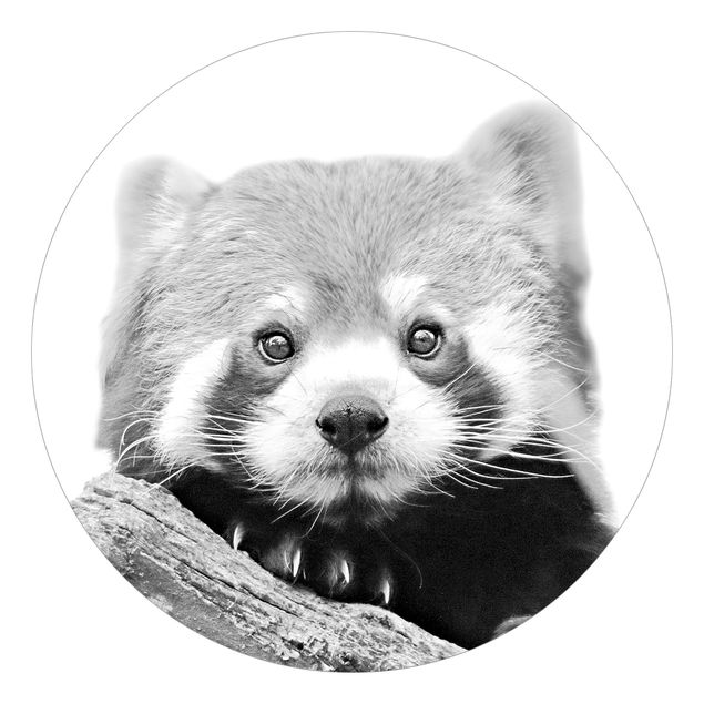 Fototapete rot Roter Panda in Schwarz-weiß