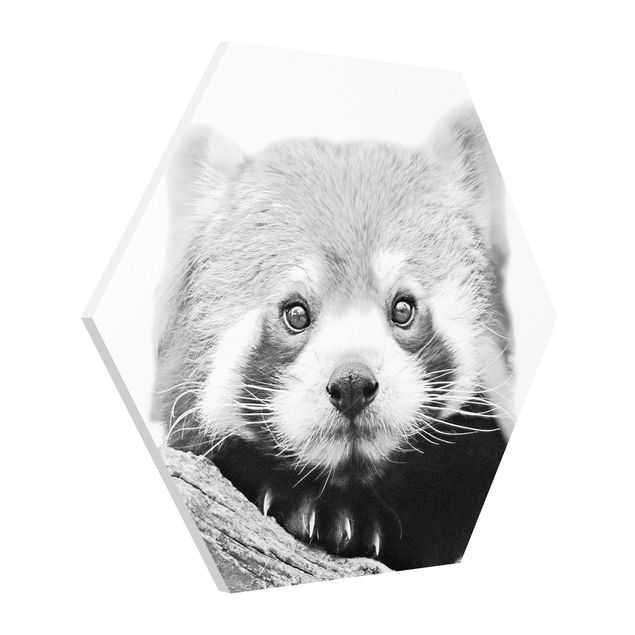 Hexagon Bild Forex - Roter Panda in Schwarz-weiß