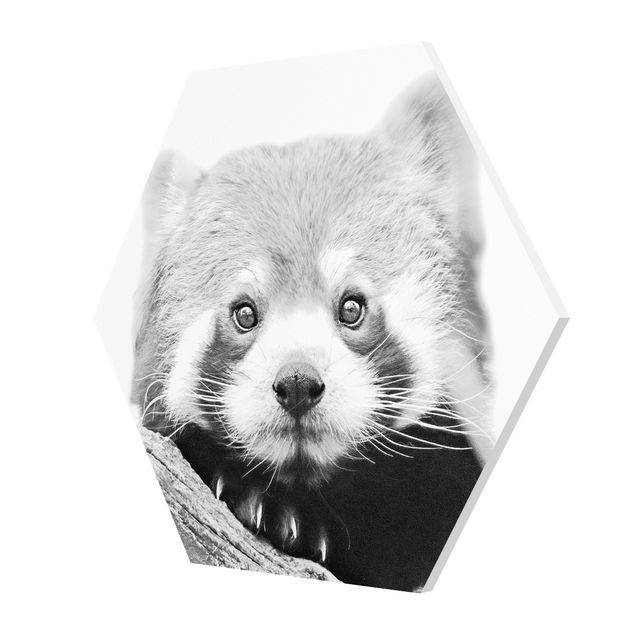 Hexagon Bild Forex - Roter Panda in Schwarz-weiß