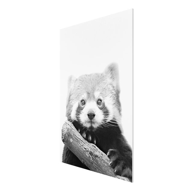 Forex Fine Art Print - Roter Panda in Schwarz-weiß - Hochformat 2:3
