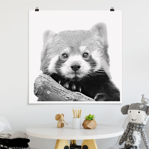 Wandbilder Tiere Roter Panda in Schwarz-weiß