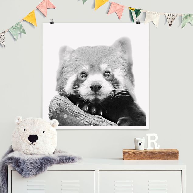 Poster Kinderzimmer Tiere Roter Panda in Schwarz-weiß