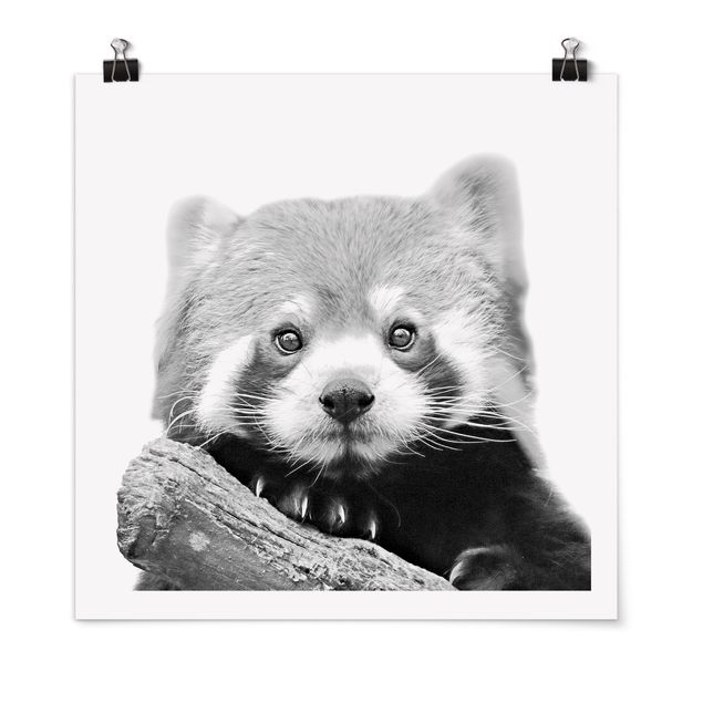 Tierposter Roter Panda in Schwarz-weiß