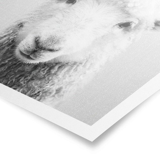 Bilder für die Wand Schaf Steffi Schwarz Weiß