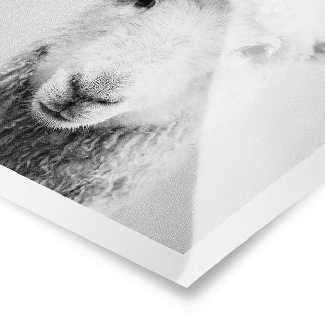 Poster kaufen Schaf Steffi Schwarz Weiß
