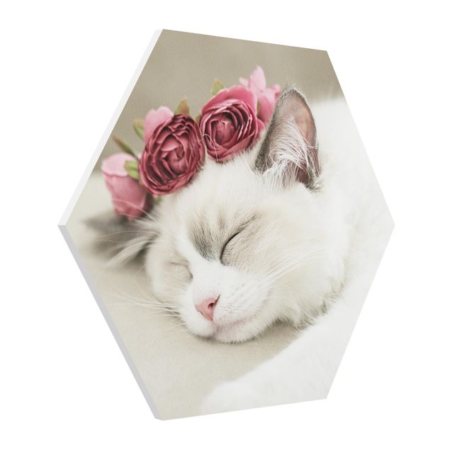 Hexagon Bilder Schlafende Katze mit Rosen