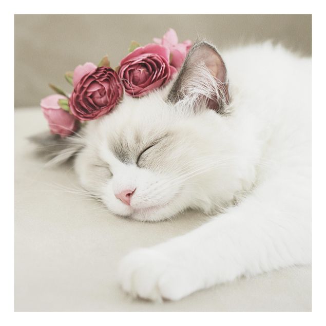 Foto auf Hartschaumplatte Schlafende Katze mit Rosen