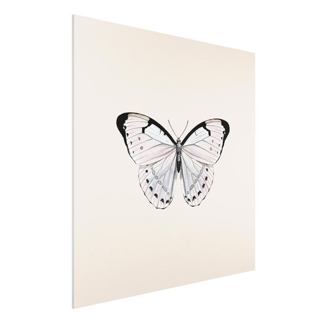 Wandbilder Tiere Schmetterling auf Beige