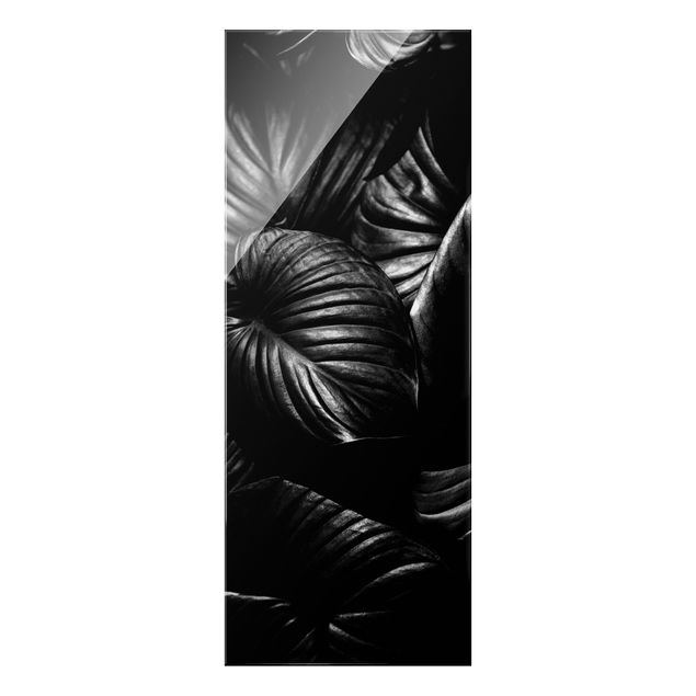 Bilder auf Glas Schwarz Weiß Botanik Hosta