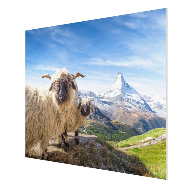 Forex Fine Art Print - Schwarznasenschafe von Zermatt - Querformat 4:3