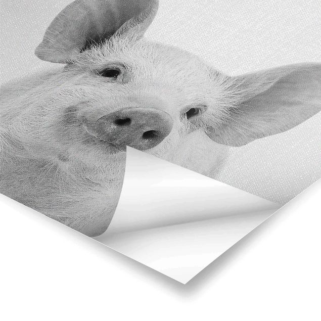 Poster - Schwein Schorsch Schwarz Weiß - Quadrat 1:1