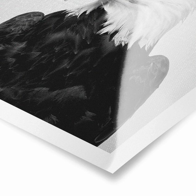 Poster Seeadler Sokrates Schwarz Weiß