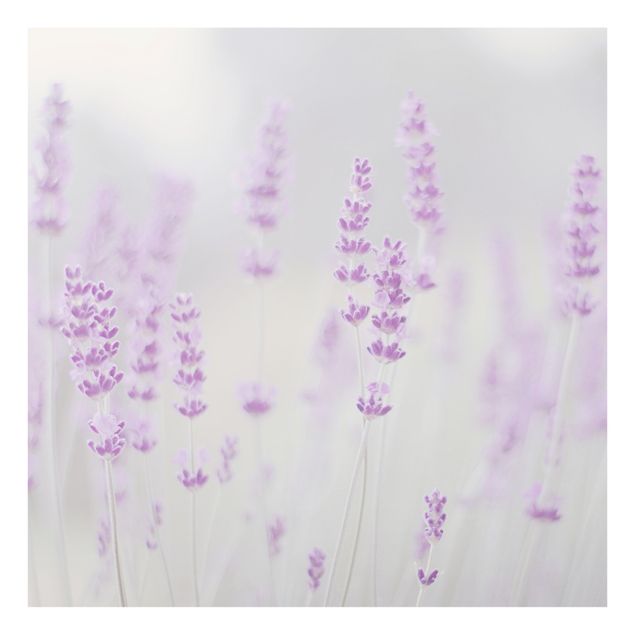 Glasbilder Sommer im Lavendelfeld