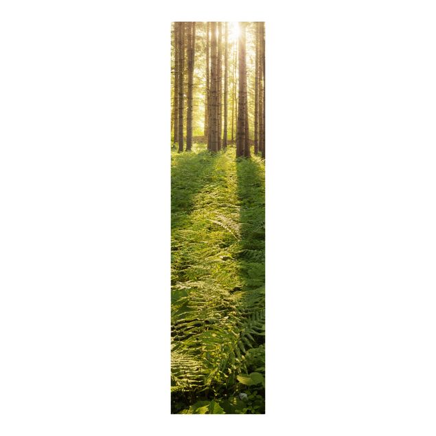 Schiebegardinen 3er Set Sonnenstrahlen in grünem Wald