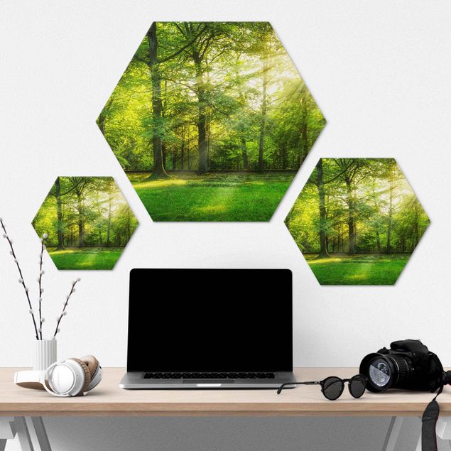Hexagon Bild Alu-Dibond - Spaziergang im Wald