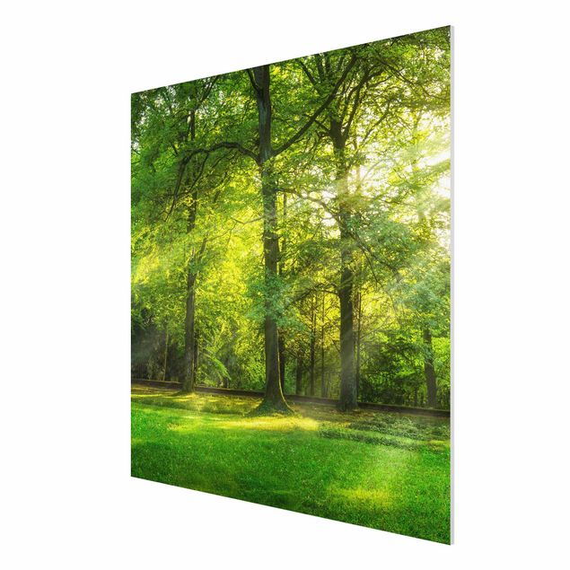 Forex Fine Art Print - Spaziergang im Wald - Quadrat 1:1