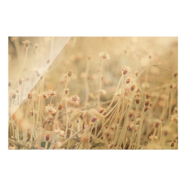 Glasbilder Strahlende Blumenwiese
