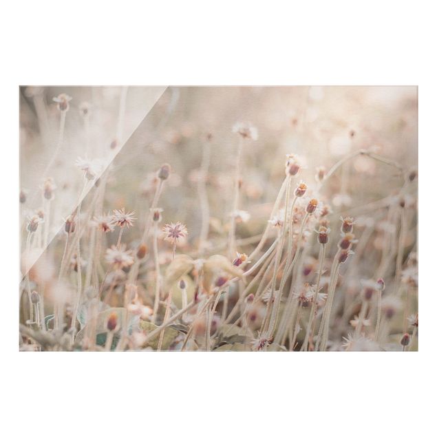 Glasbilder Strahlende Blumenwiese