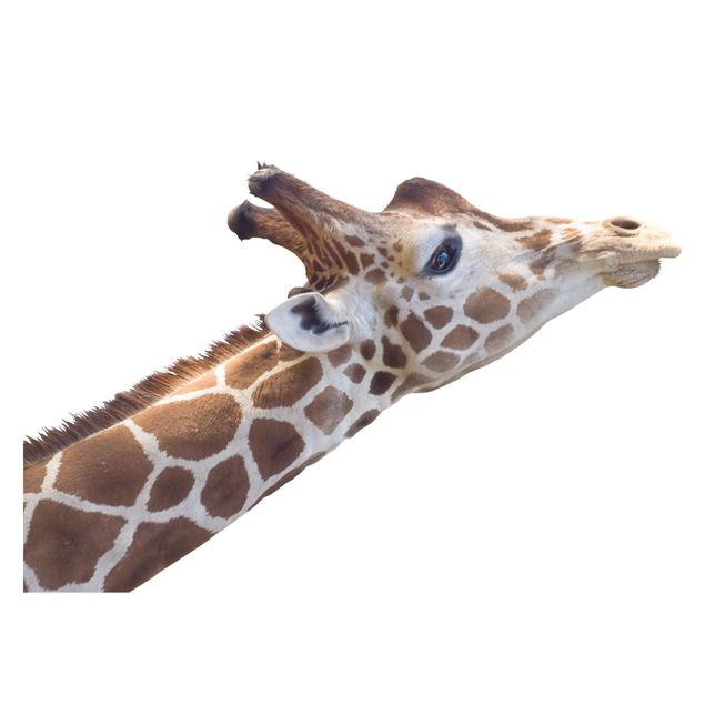 Tier Fensterbilder suchende Giraffe