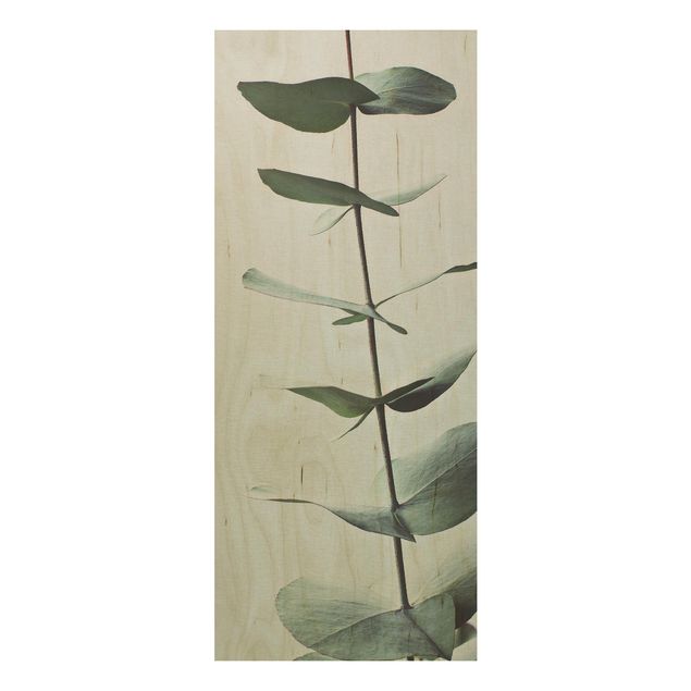 Moderne Holzbilder Symmetrischer Eukalyptuszweig