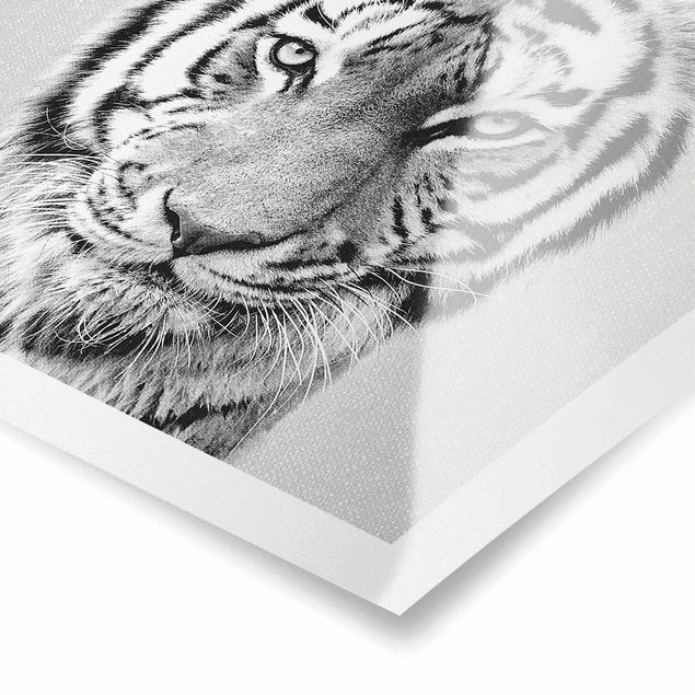 Poster kaufen Tiger Tiago Schwarz Weiß