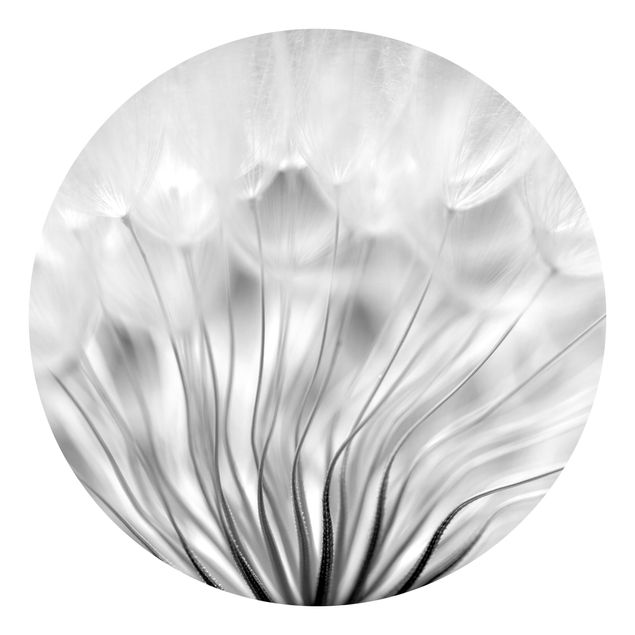 Tapeten Landhausstil Traumhafte Pusteblume Schwarz-Weiß