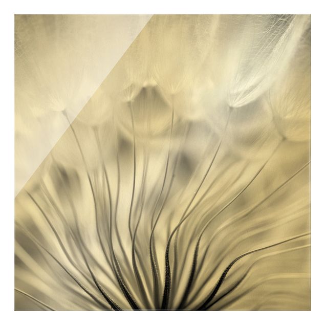 Glasbild - Traumhafte Pusteblume Schwarz-Weiß - Quadrat 1:1