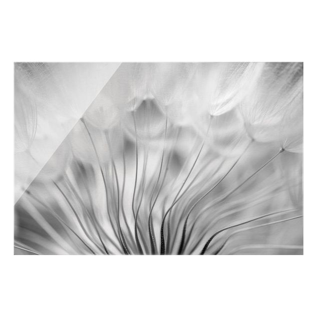 Schöne Wandbilder Traumhafte Pusteblume Schwarz-Weiß