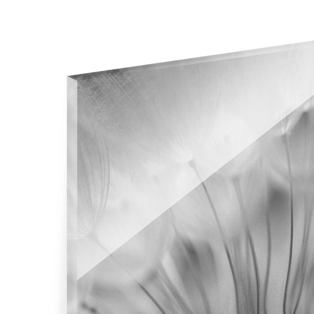 Bilder auf Glas Traumhafte Pusteblume Schwarz-Weiß
