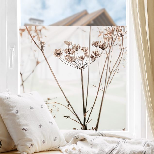 Fensterfolie Gräser Trockenblume im Lichtspiel
