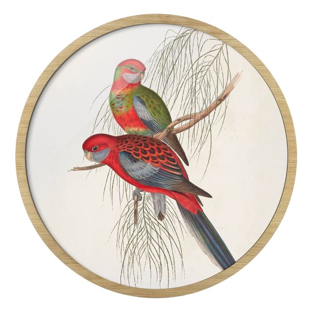 Vintage Bilder mit Rahmen Tropische Papageien III