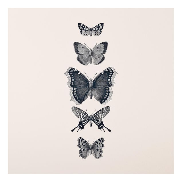 Forex Fine Art Print - Tusche Schmetterlinge auf Beige - Quadrat 1:1