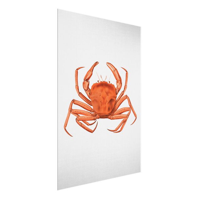 Natur Glasbilder Vintage Illustration Rote Krabbe