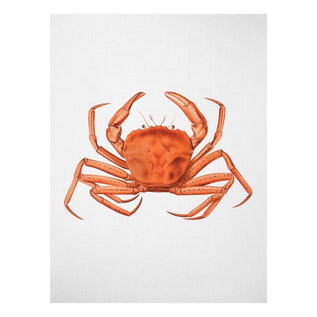 Bilder für die Wand Vintage Illustration Rote Krabbe